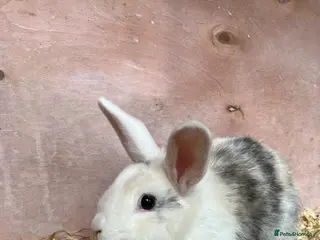 Mixed Breed rabbits Pretty mixed breed bunny - Advert 17