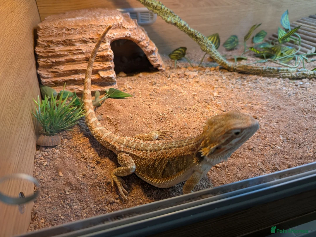 Bearded Dragon reptiles for sale: Bearded Dragon and Full set up in Walsall - Advert 1