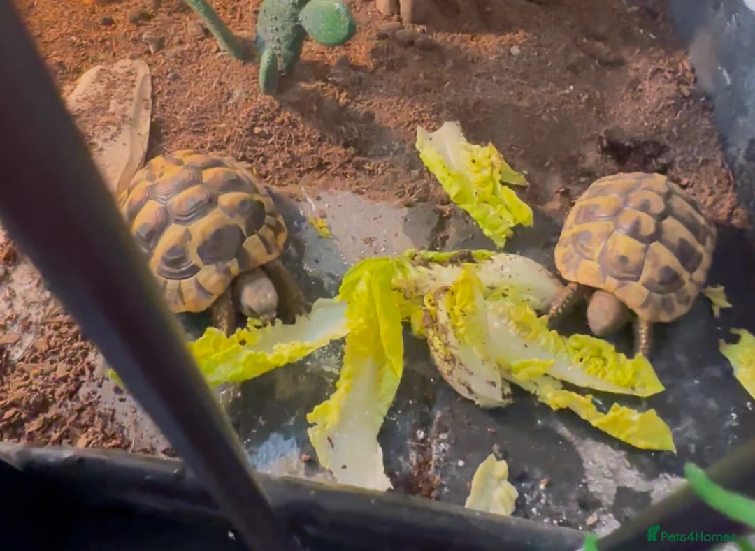 Hermann Tortoise reptiles for sale: Pair of young hermanns tortoises  - Advert 2