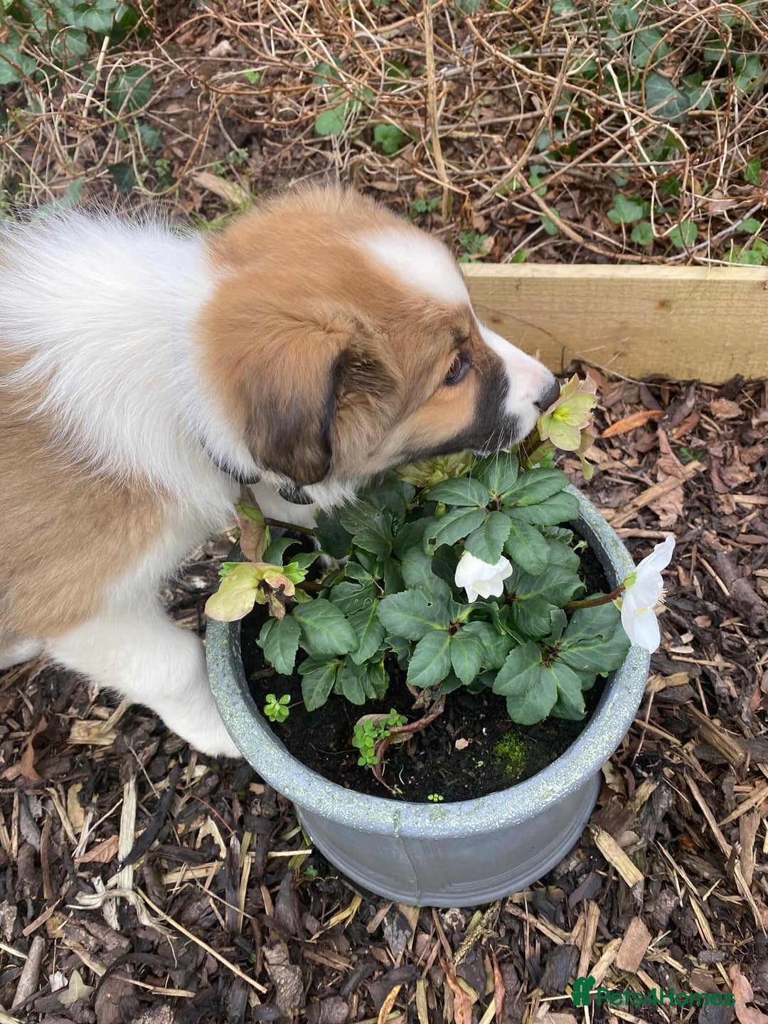 Border Collie dogs for sale: Rare sable and white pure Border Collie puppies. - Advert 34