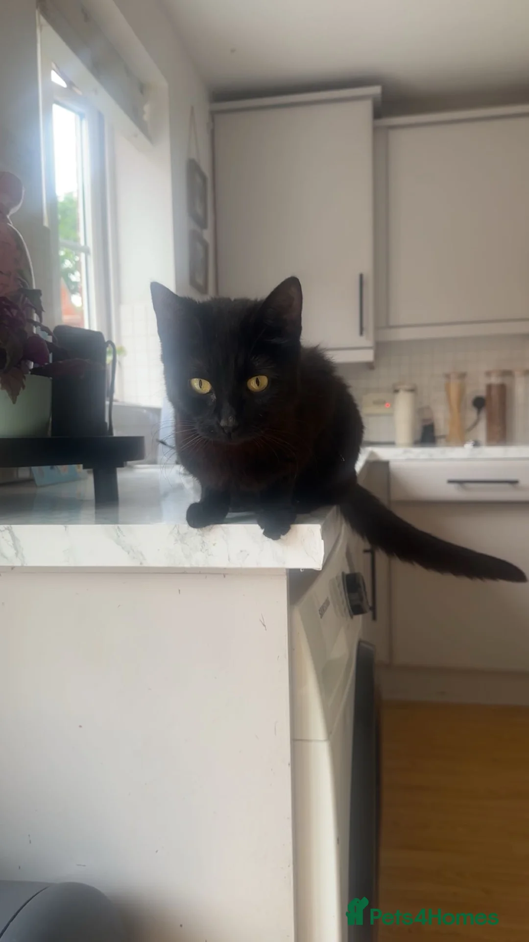Mixed Breed cats for sale: 4 girls ready for their forever home in Exeter - Advert 5