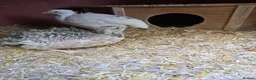 Quail poultry for sale: Coturnix Quail mixed colours, jumbo or celadon - Advert 6
