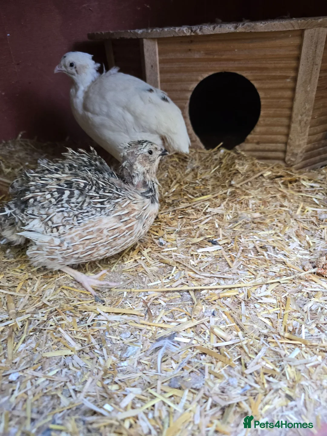 Quail poultry for sale: Coturnix Quail mixed colours, jumbo or celadon - Advert 6
