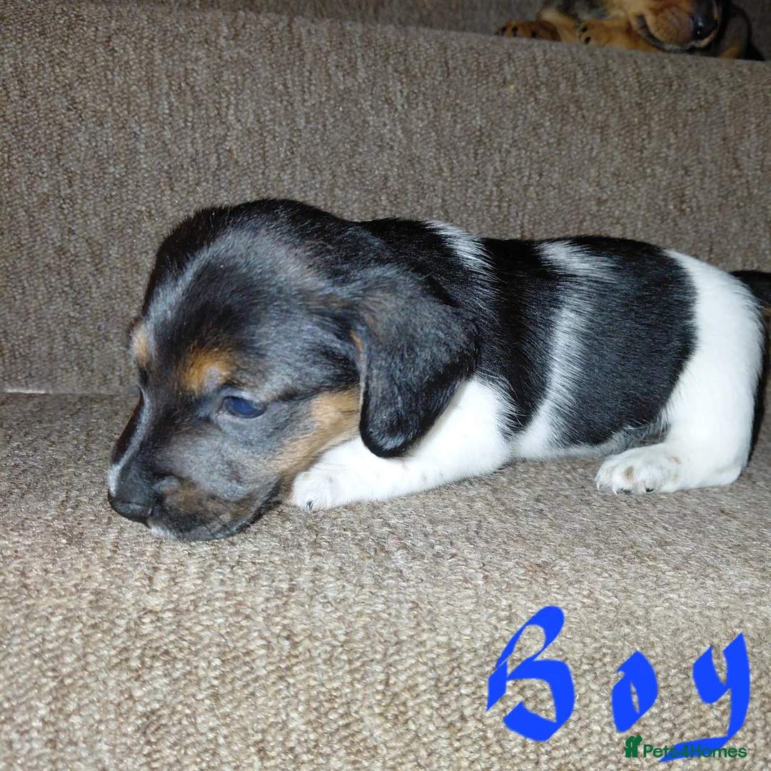 Jackshund dogs for sale: Miniature dachshund cross jack russell - Advert 2