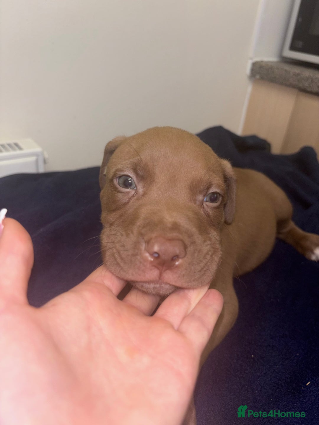 Mixed Breed dogs for sale: Staff puppies for sale!!!!! Weened and Ready now!! - Image 11