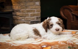 Bernedoodle dogs for sale: F1b Bernedoodle Puppies - Image 8