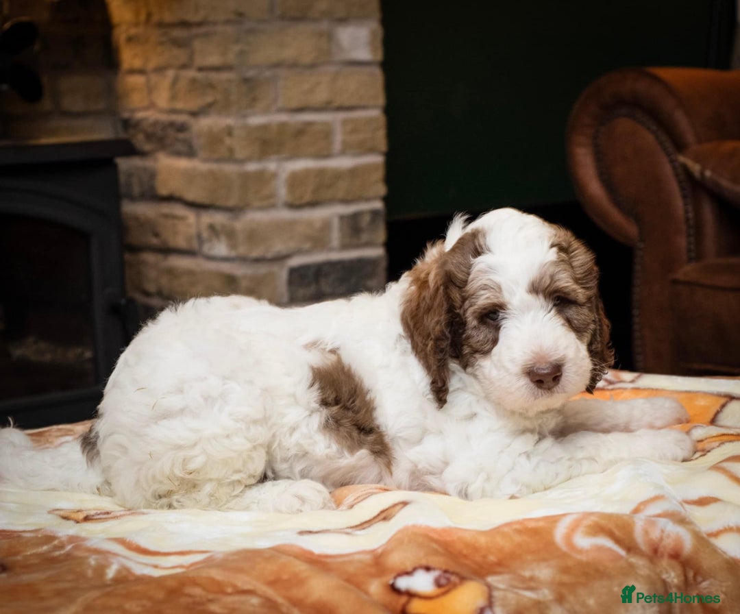 Bernedoodle dogs for sale: F1b Bernedoodle Puppies - Image 8
