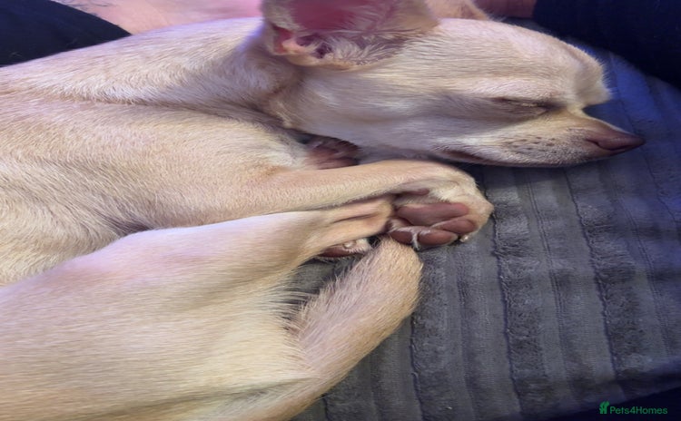 Chihuahua dogs - Advert 3