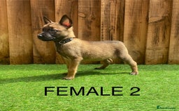 Belgian Shepherd Dog dogs for sale: Beautiful Belgium Malinois pups for sale  - Image 11