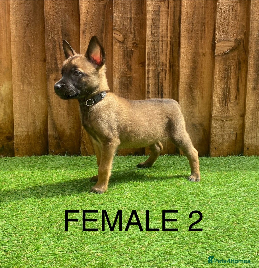 Belgian Shepherd Dog dogs for sale: Beautiful Belgium Malinois pups for sale  - Image 11