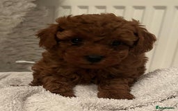 Toy Poodle dogs for sale: Stunning Fox Red Toy Poodles - Image 14