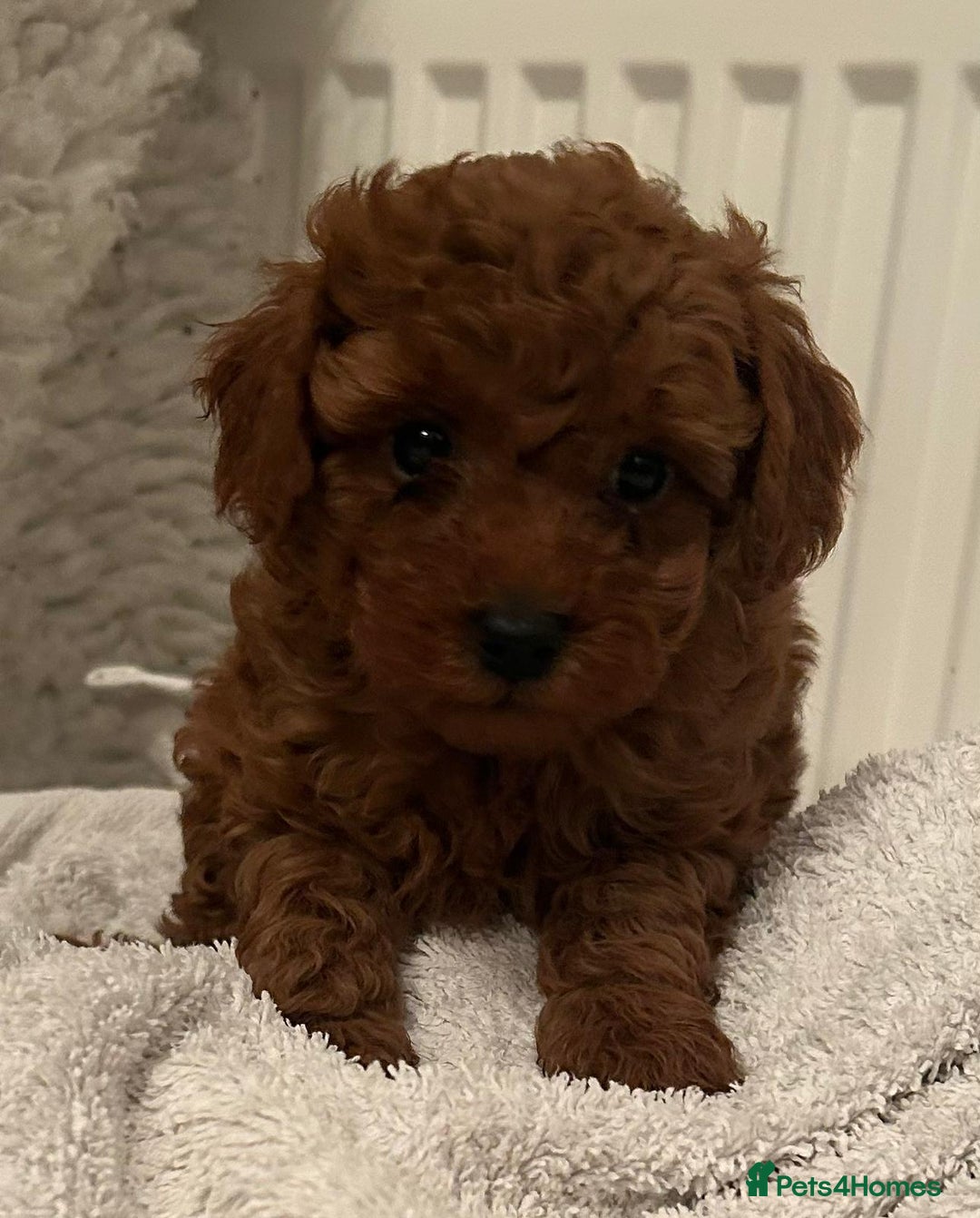 Toy Poodle dogs for sale: Stunning Fox Red Toy Poodles - Image 14