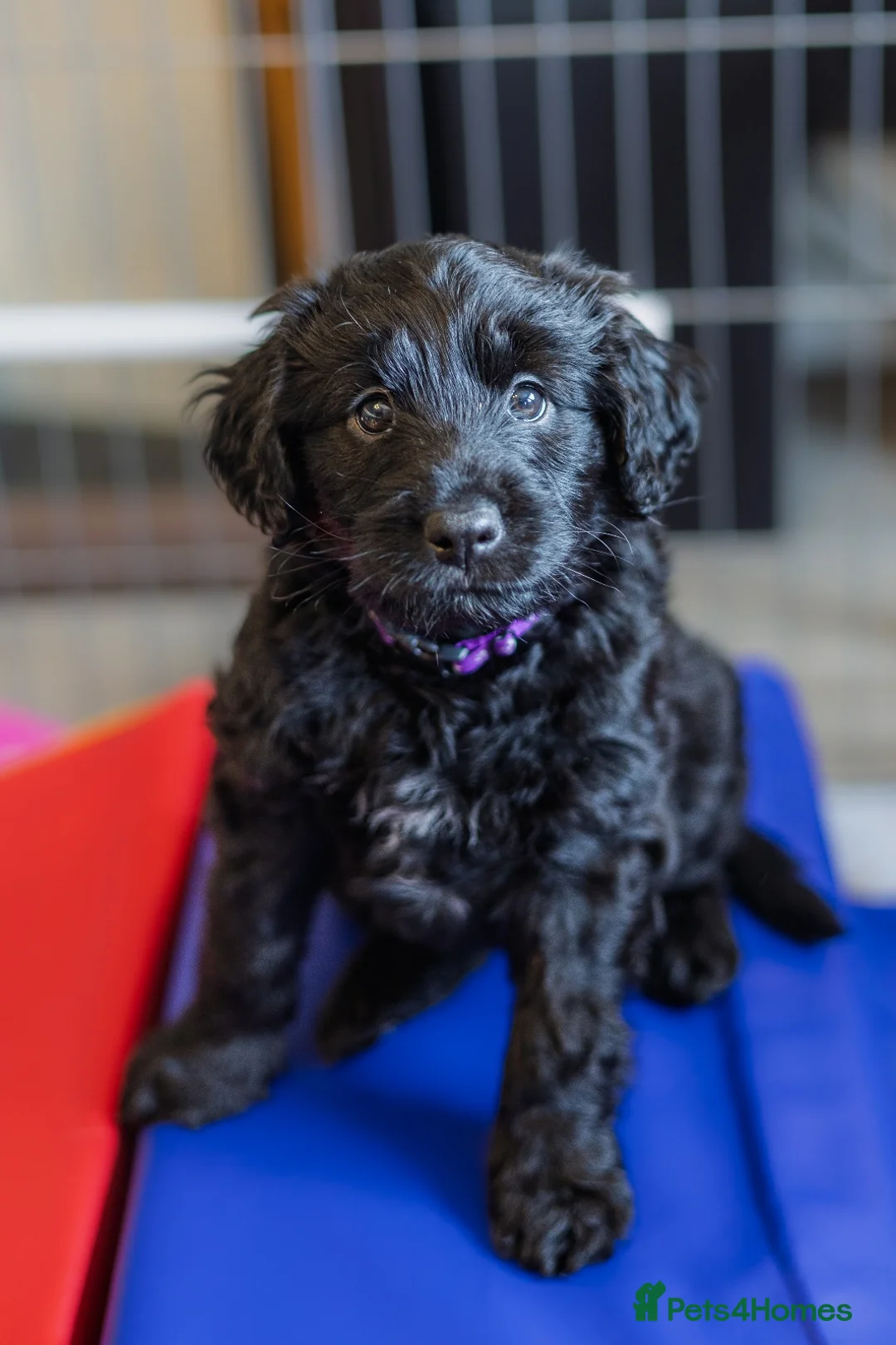 Mixed Breed dogs for sale: ☀️🌙Waiting list open🌙☀️ - Advert 17