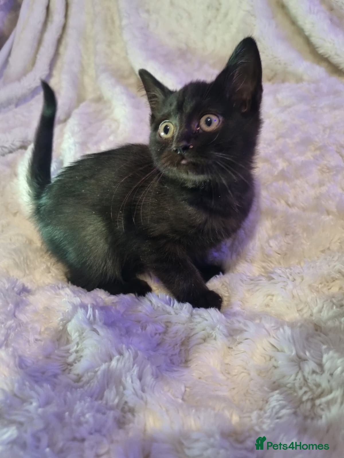 Lykoi cats Lykoi British short-haired kittens - Advert 1