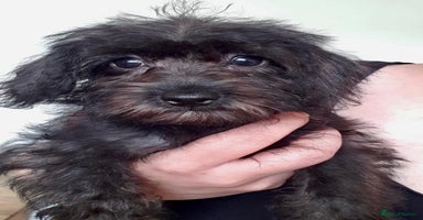 Maltipoo dogs - Advert 2