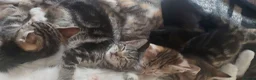 Mixed Breed cats for sale: 4 kittens girl - Advert 5