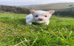Welsh Corgi Pembroke dogs for sale: Beautiful Registered Pembroke Corgis - Image 7