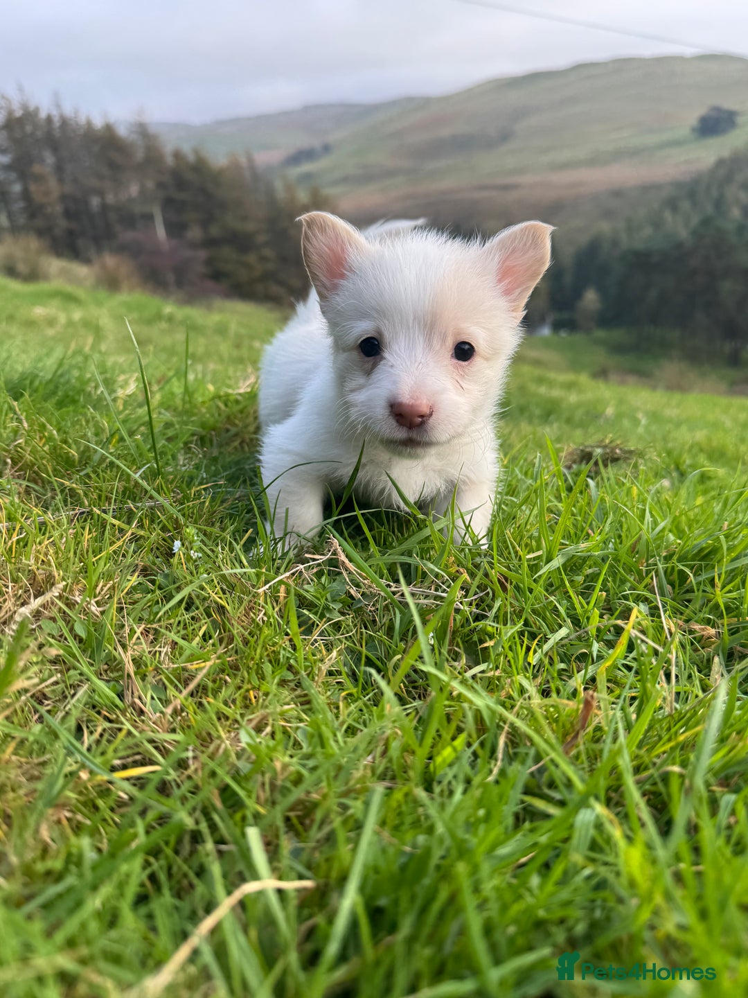 Welsh Corgi Pembroke dogs for sale: Beautiful Registered Pembroke Corgis - Image 7