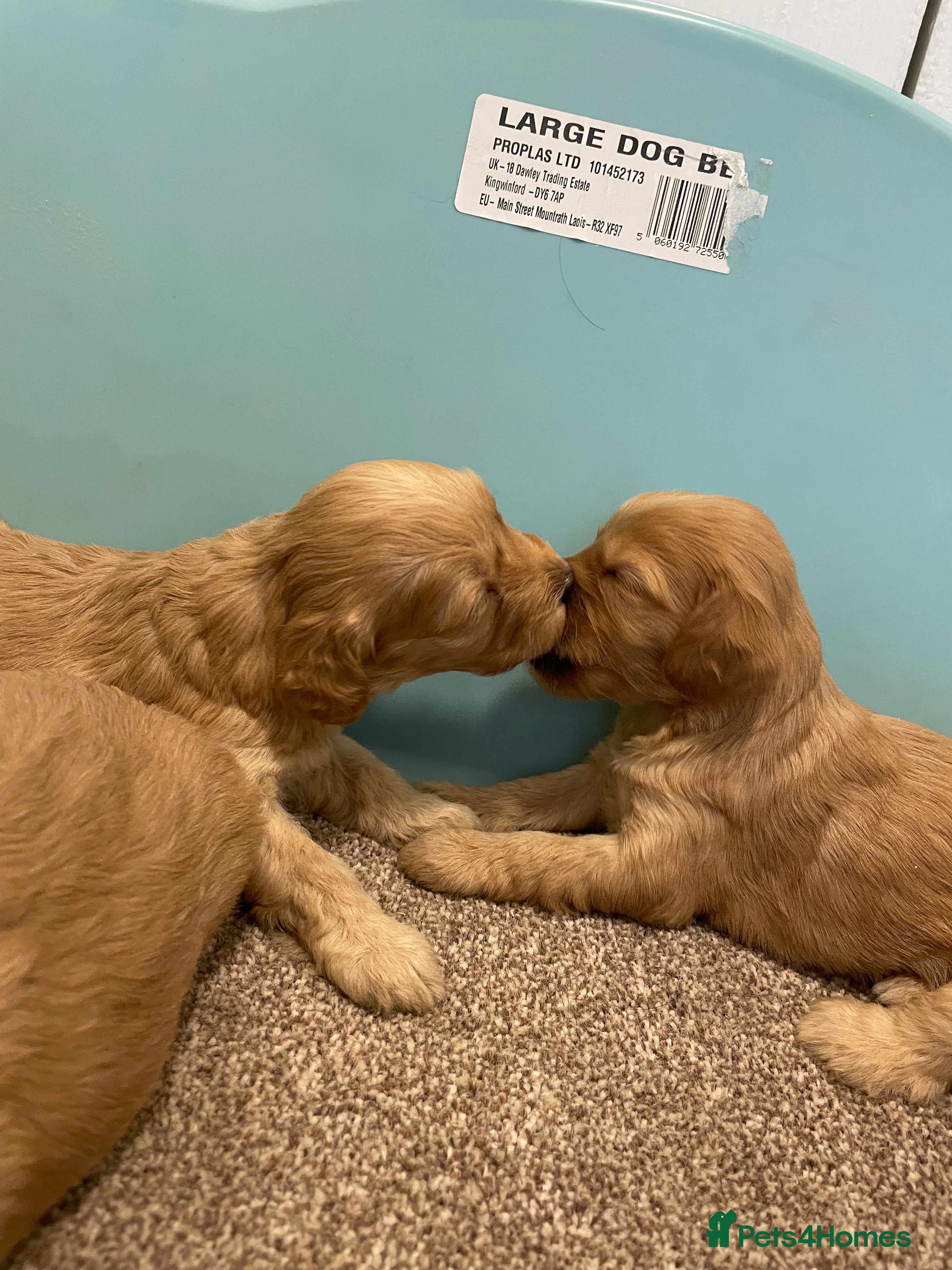 Cockapoo dogs P,r,a clear f1 cockpoo - Advert 2