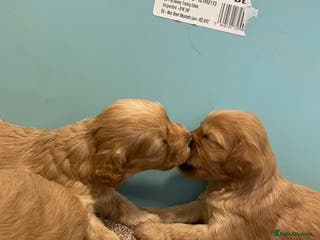 Cockapoo dogs P,r,a clear f1 cockpoo - Advert 3