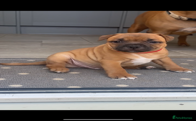 Staffordshire Bull Terrier dogs - Advert 5