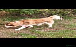 Siberian Husky dogs for sale: Two Siberian Husky Males - Image 15