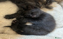 Domestic Shorthair cats for sale: Kittens  - Image 8