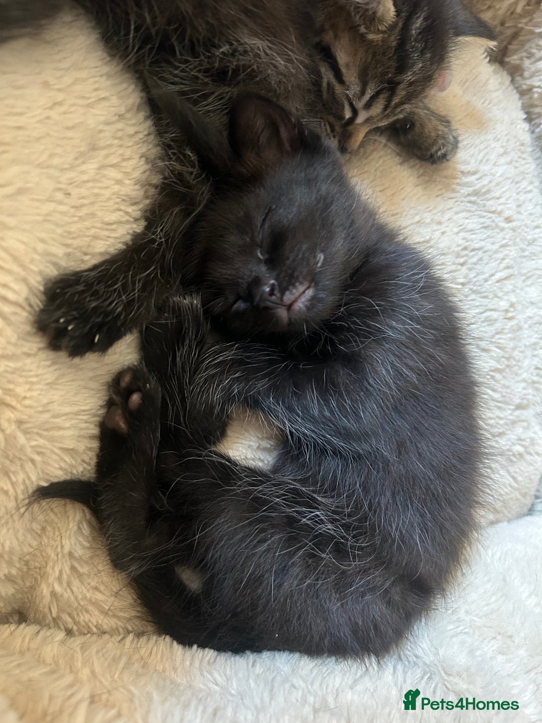 Domestic Shorthair cats for sale: Kittens  - Image 8