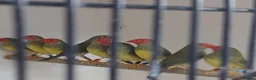 Finches birds for sale: Only few Foreign finches left for sale  - Advert 8