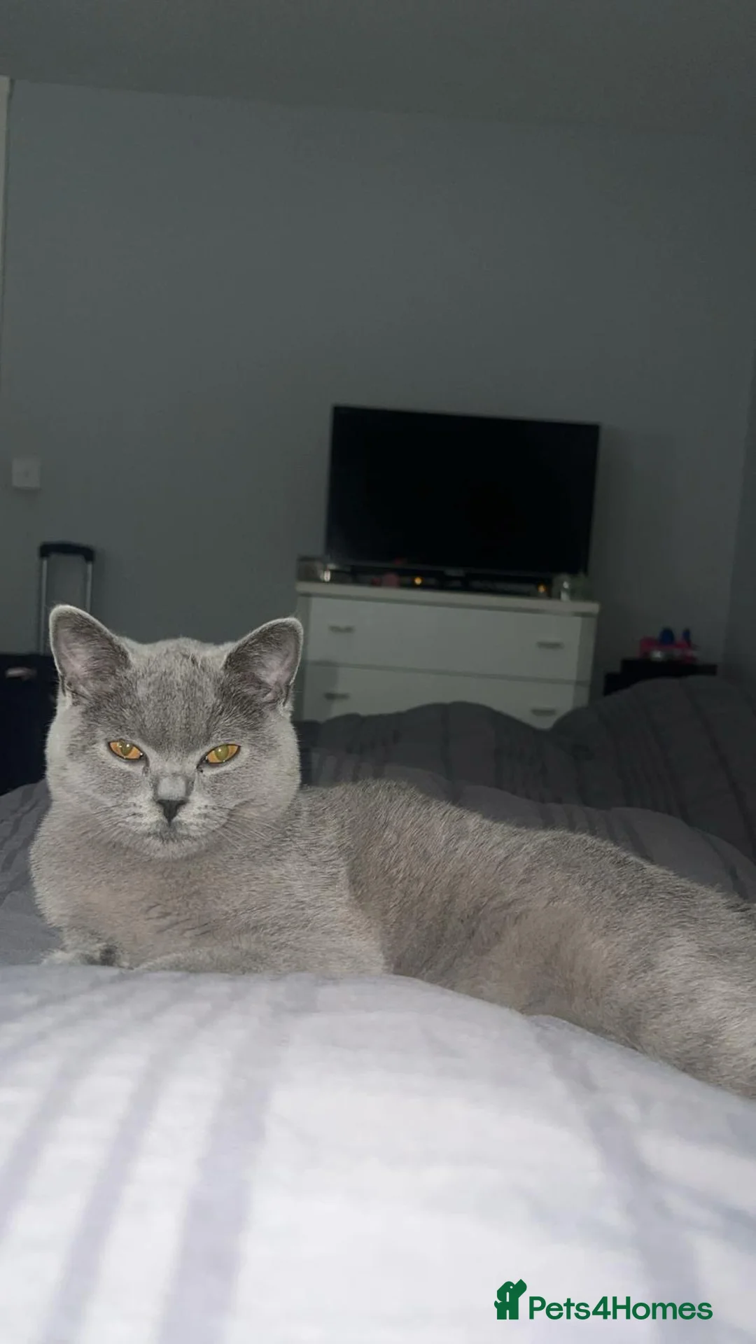 British Shorthair cats for sale: 10 month old Make British Shorthair  - Advert 4