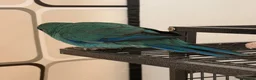 Parrots birds for sale: Bonded pair of kakarikis male and female  - Advert 7