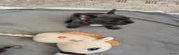 French Bulldog dogs for sale: 2 stunning french bulldogs  - Advert 7