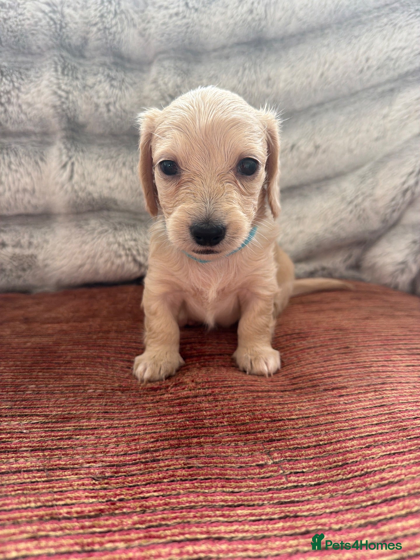Miniature Dachshund dogs 👑CREAM MINIATURE LONGHAIR 👑 - Advert 2