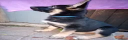Mixed Breed dogs for sale: F1B Shepkita shepherd puppies ready to leave  - Advert 9