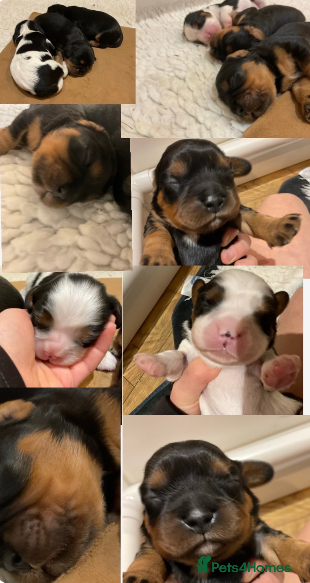 Cavalier King Charles Spaniel dogs for sale: Pure breed cavalier King Charles puppies - Advert 3