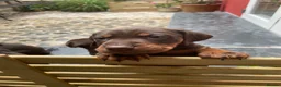Mixed Breed dogs for sale: BEAUTIFUL LABRADOR X GWP X VIZSLA PUPPIES FOR SALE - Advert 15