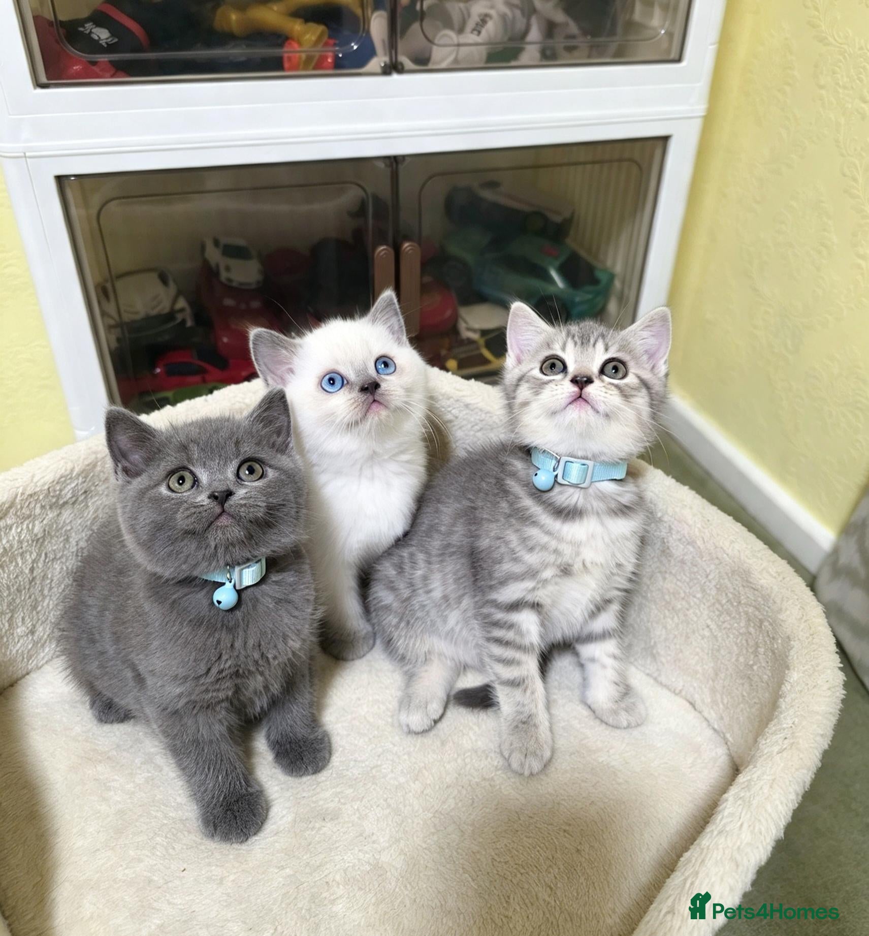 Scottish Fold cats  BRITISH SHORTHAIR KITTENS - Advert 4