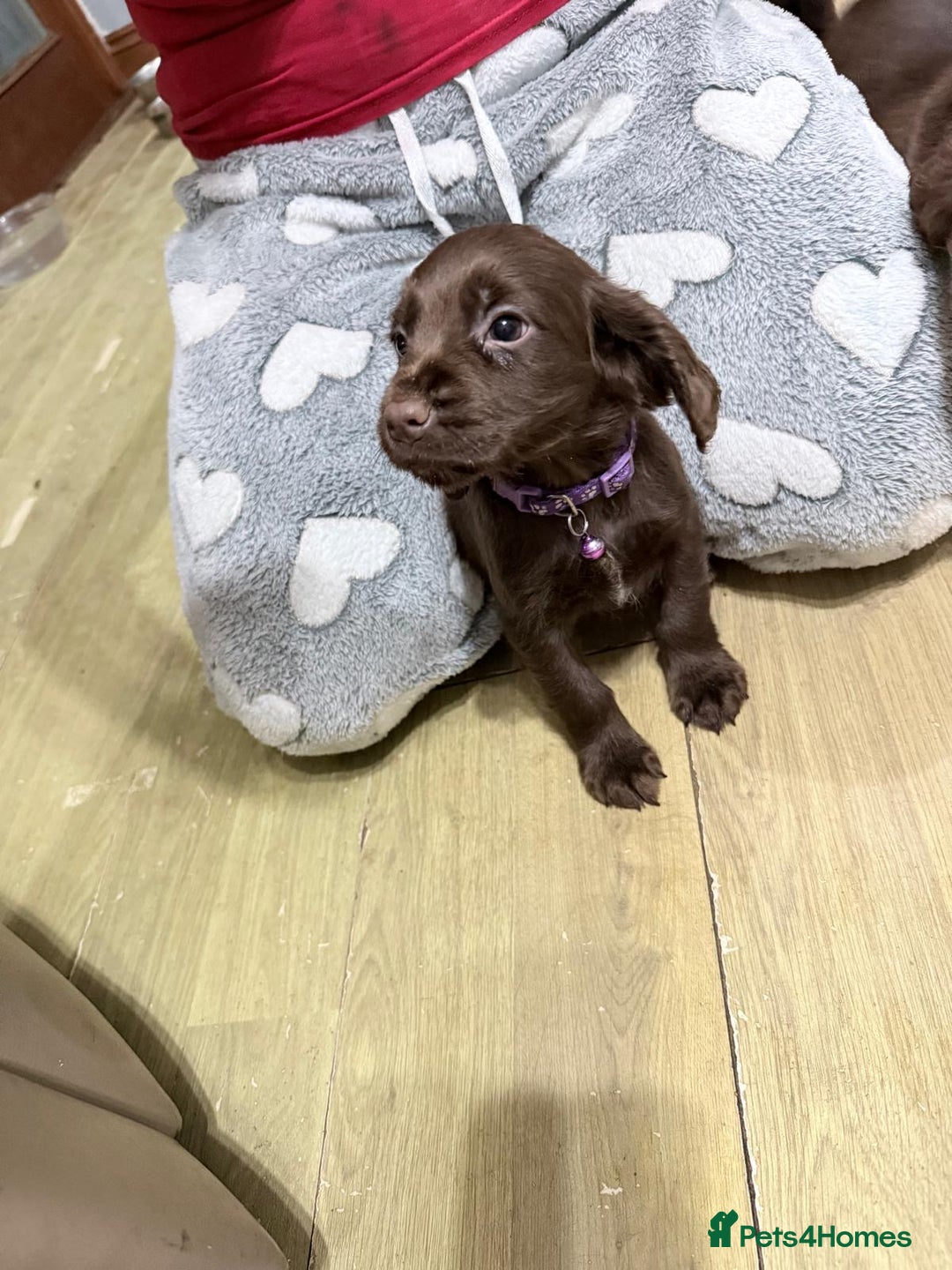 Sprocker dogs for sale: 4 LEFT Sprocker Spaniel Puppies EXCELLENT Breeding - Advert 28