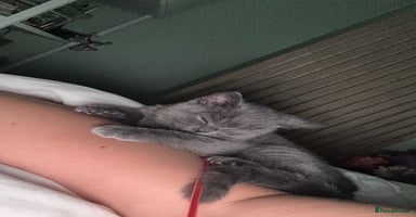 British Shorthair cats Full pedigree, British blue shorthair kittens x2 - Advert 3