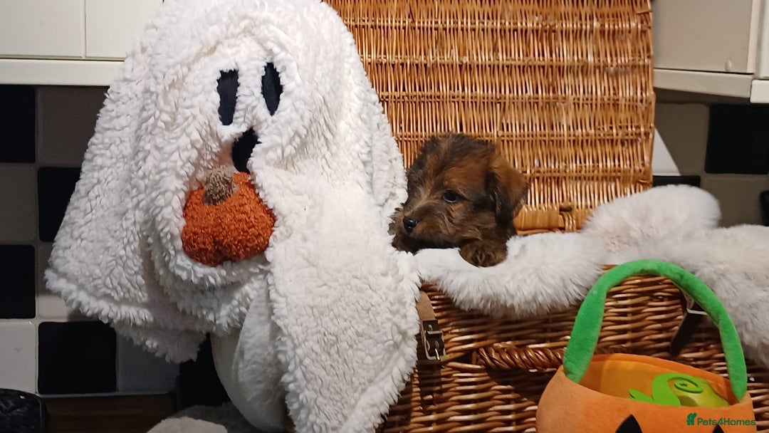 Mixed Breed dogs for sale: Stunning Norfolk terrier x jrt  - Image 4
