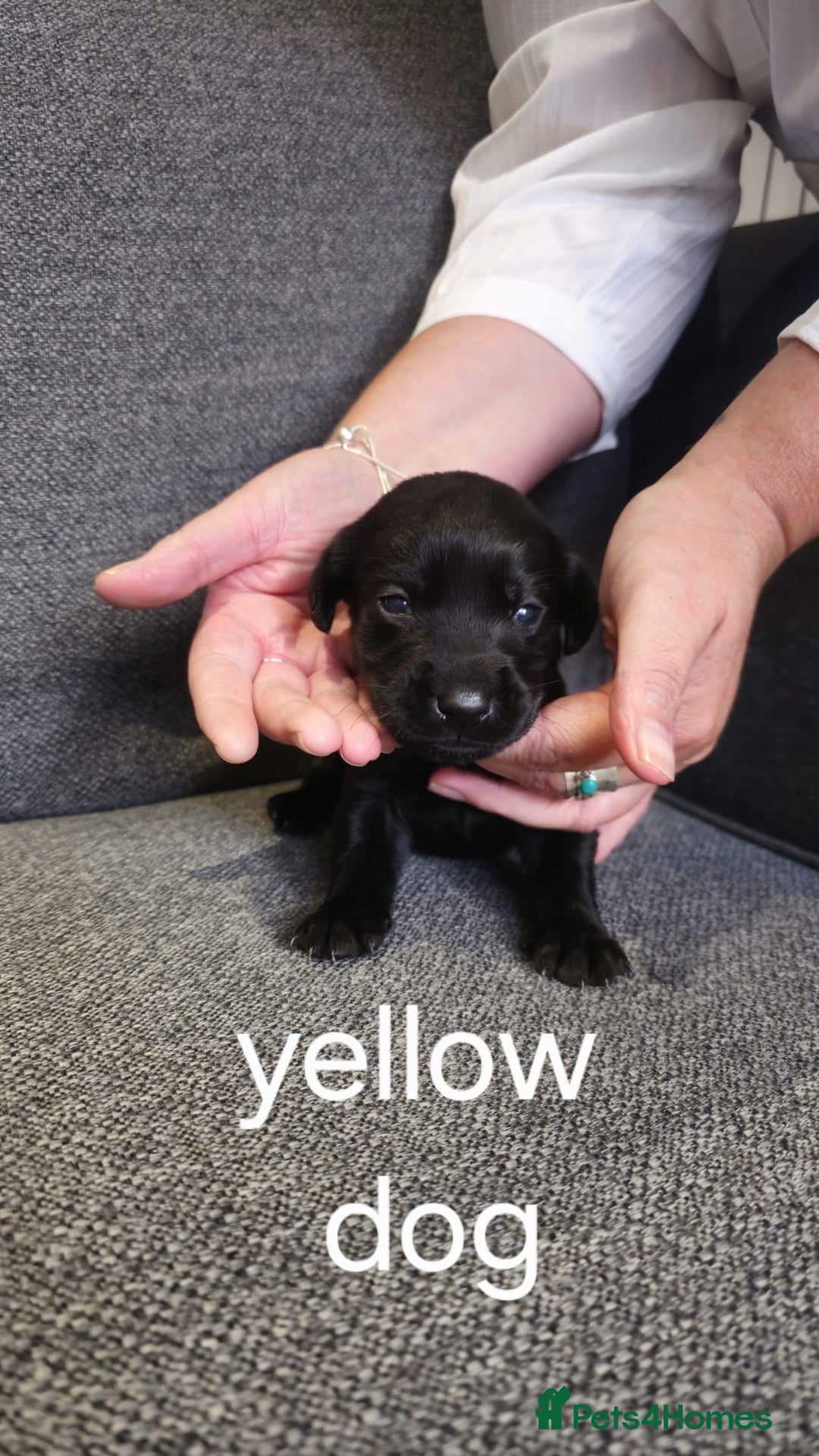 Labrador Retriever dogs for sale: Quality KC registered BLK Labrador Retriever Bitch - Image 7
