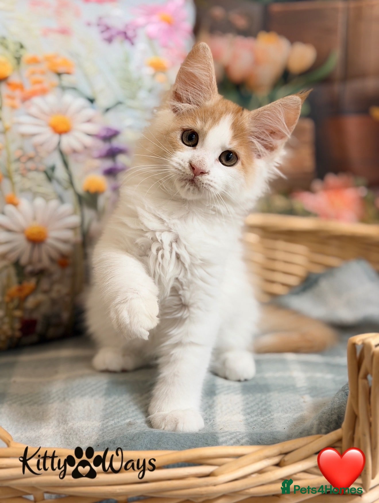 Maine Coon cats 🐾🦁 *TICA REG* GINGER MAINE COON KITTENS🦁🐾 - Advert 1
