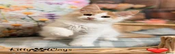 Maine Coon cats for sale: 🐾🦁 *TICA REG* GINGER MAINE COON KITTENS🦁🐾 - Advert 13