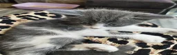 Mixed Breed cats for sale: Kitten for sale  in Southsea - Advert 2