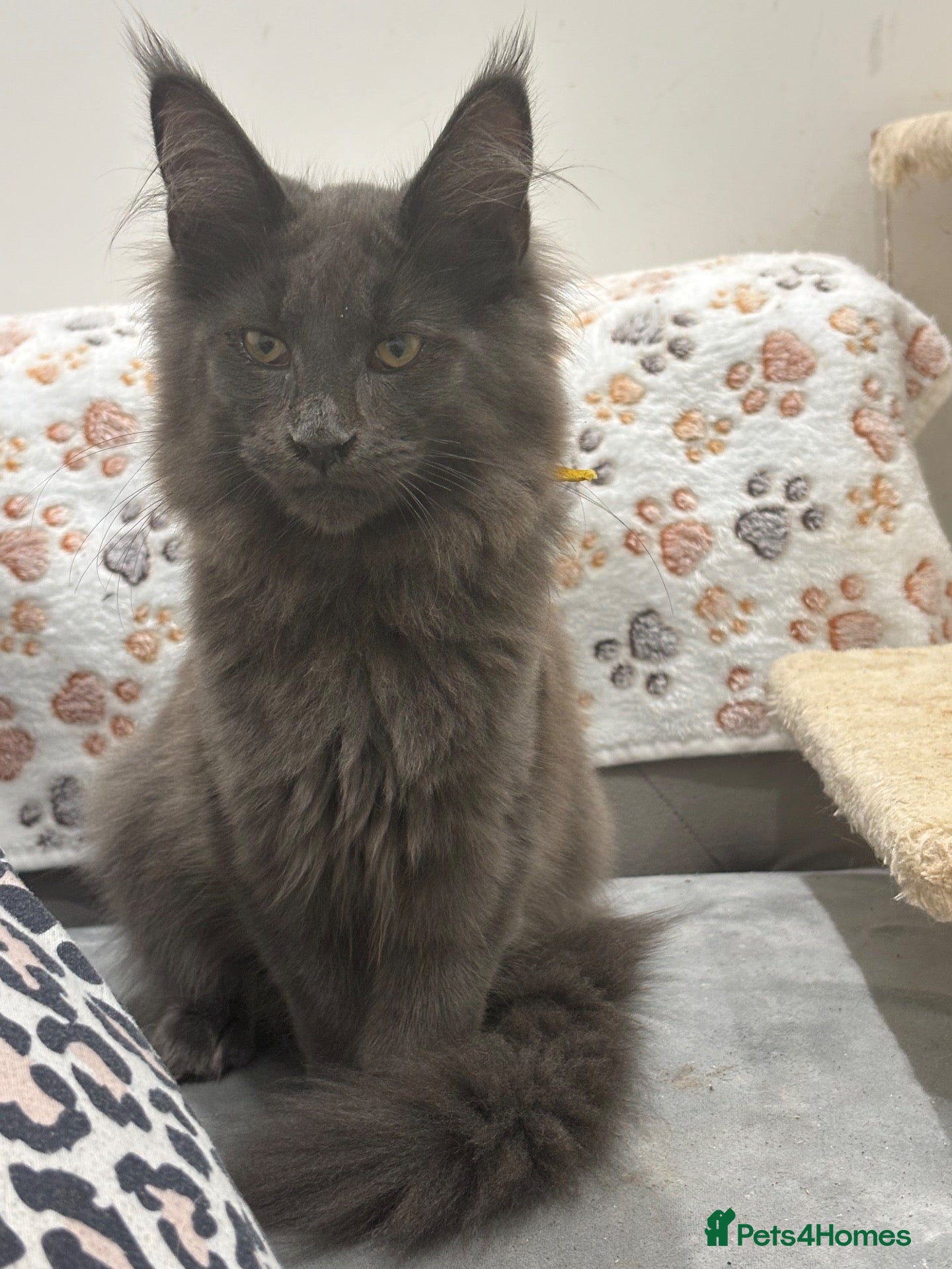 Maine Coon cats for sale: GCCF Reg’d MaineCoon Kittens–Blue Smoke-RoKits - Advert 4