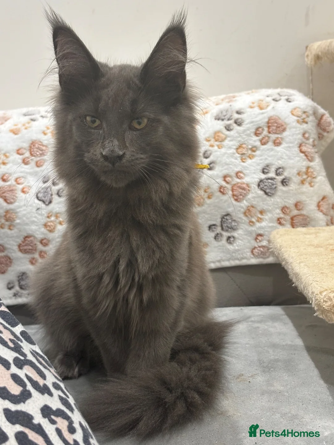 Maine Coon cats for sale: GCCF Reg’d MaineCoon Kittens–Blue Smoke-RoKits - Advert 2