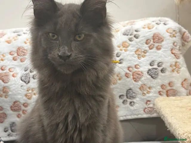 Maine Coon cats for sale: GCCF Reg’d MaineCoon Kittens–Blue Smoke-RoKits - Advert 4