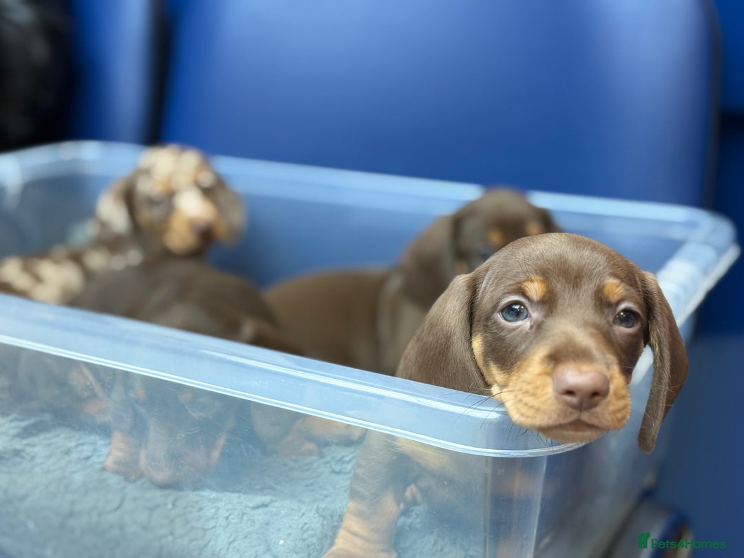 Miniature Dachshund dogs for sale: Mini Dachshunds  - Advert 18