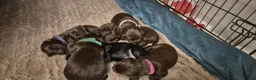 Cocker Spaniel dogs for sale: Cocker spaniel puppies for sale in Godalming - Advert 15