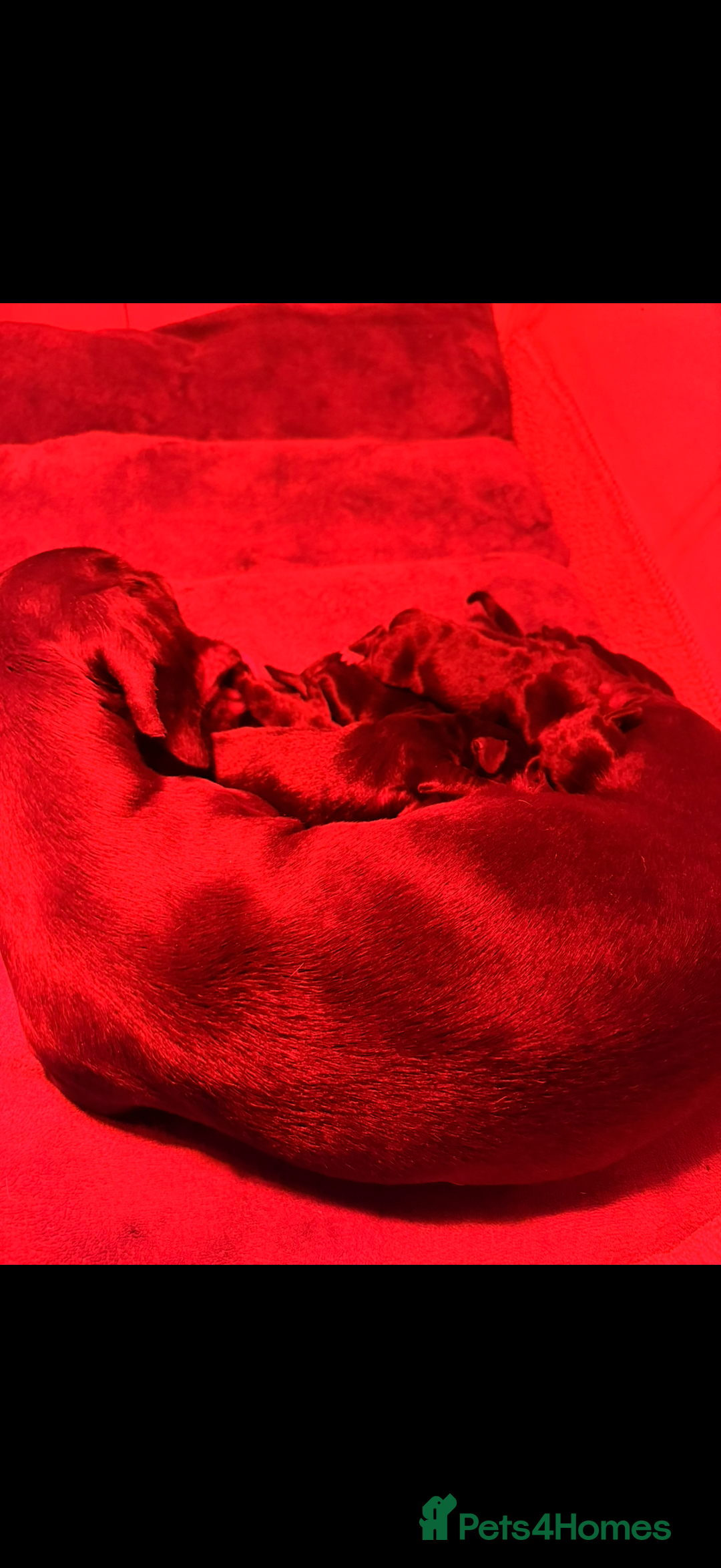 Mixed Breed dogs for sale: Docker puppies for sale  - Advert 7